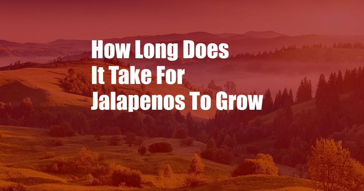 How Long Does It Take For Jalapenos To Grow