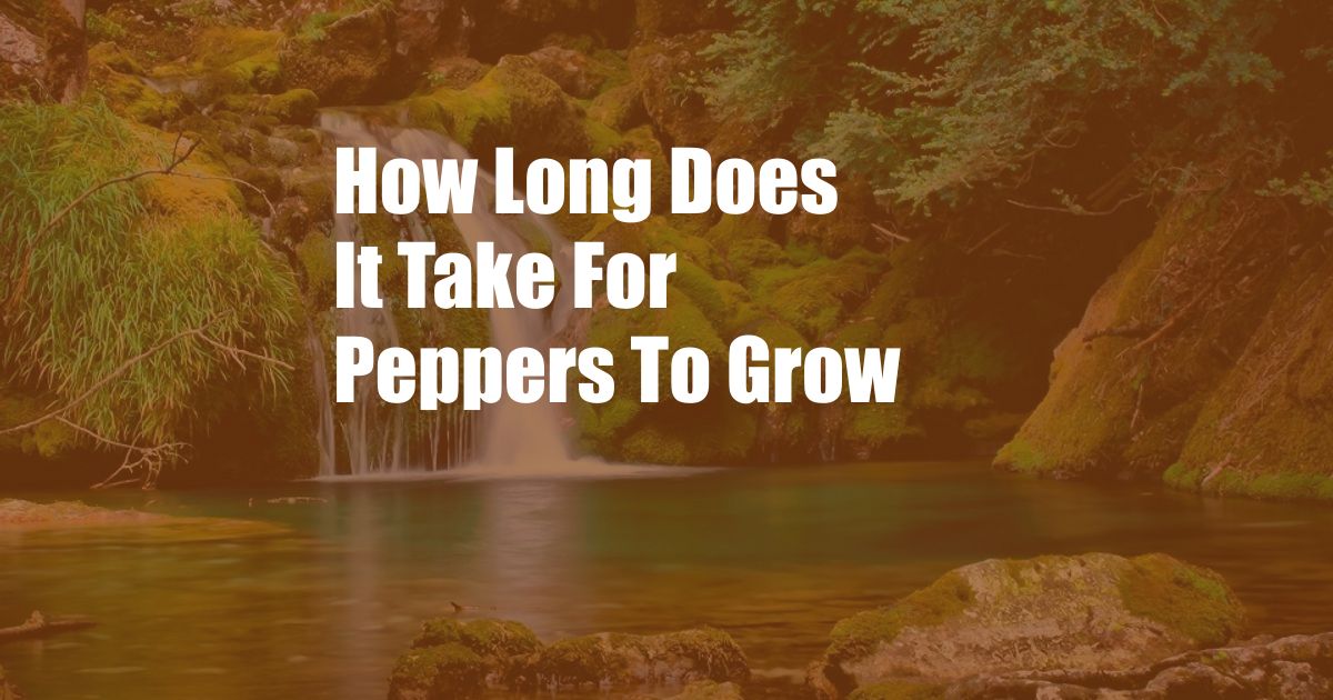 How Long Does It Take For Peppers To Grow