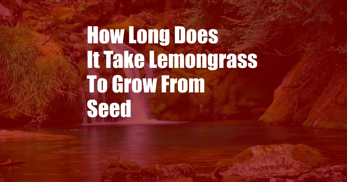 How Long Does It Take Lemongrass To Grow From Seed