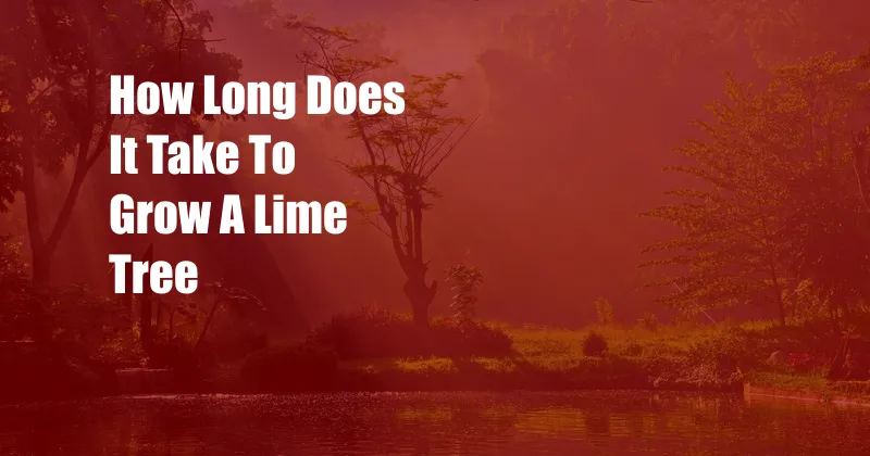 How Long Does It Take To Grow A Lime Tree