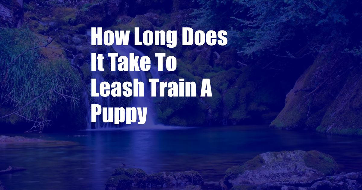 How Long Does It Take To Leash Train A Puppy