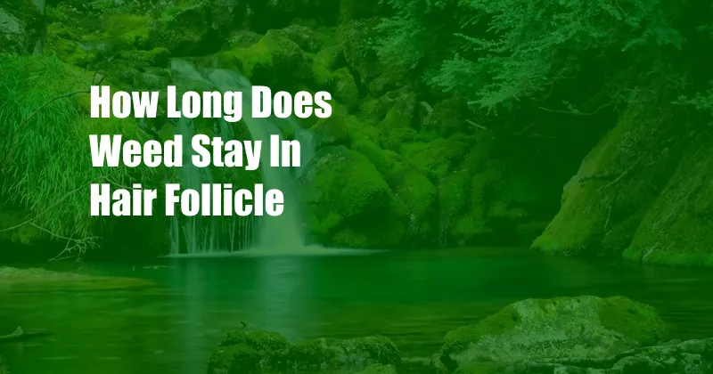 How Long Does Weed Stay In Hair Follicle 