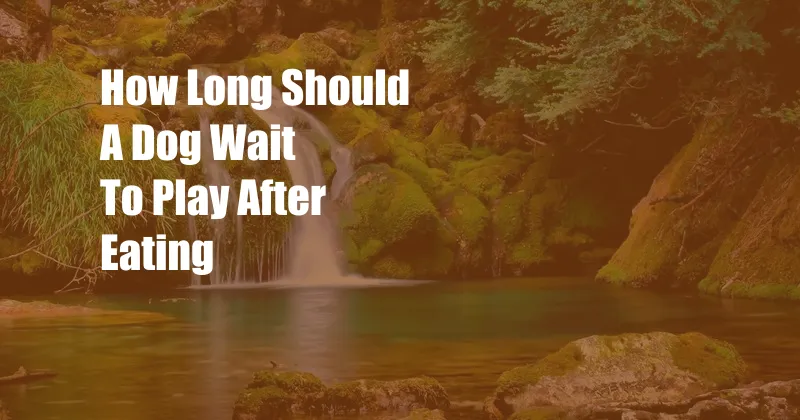 How Long Should A Dog Wait To Play After Eating