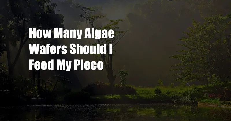 How Many Algae Wafers Should I Feed My Pleco