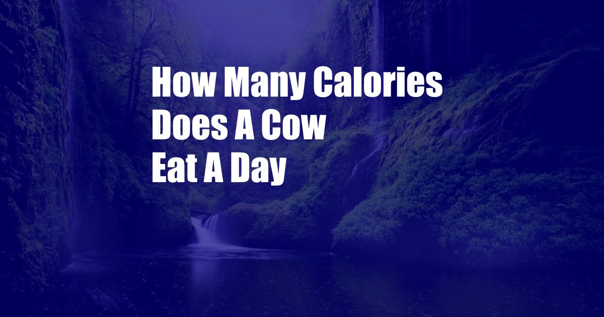 How Many Calories Does A Cow Eat A Day