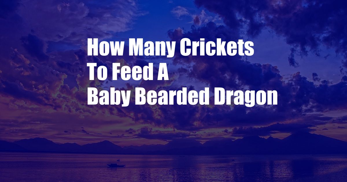 How Many Crickets To Feed A Baby Bearded Dragon