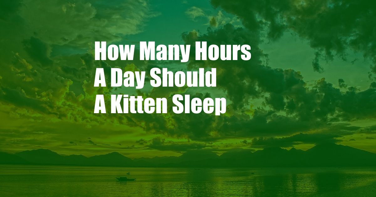 How Many Hours A Day Should A Kitten Sleep