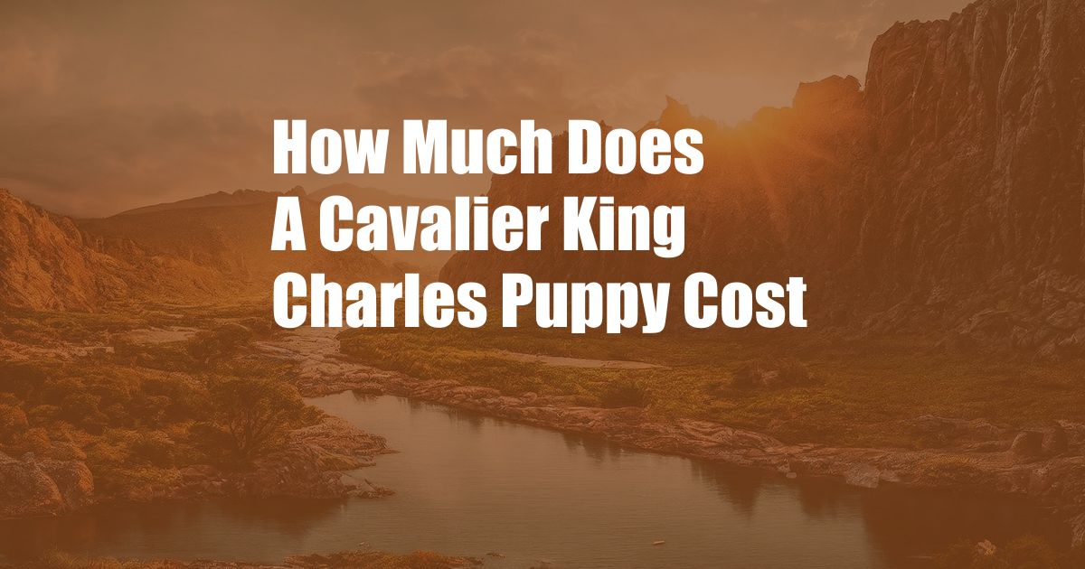 How Much Does A Cavalier King Charles Puppy Cost