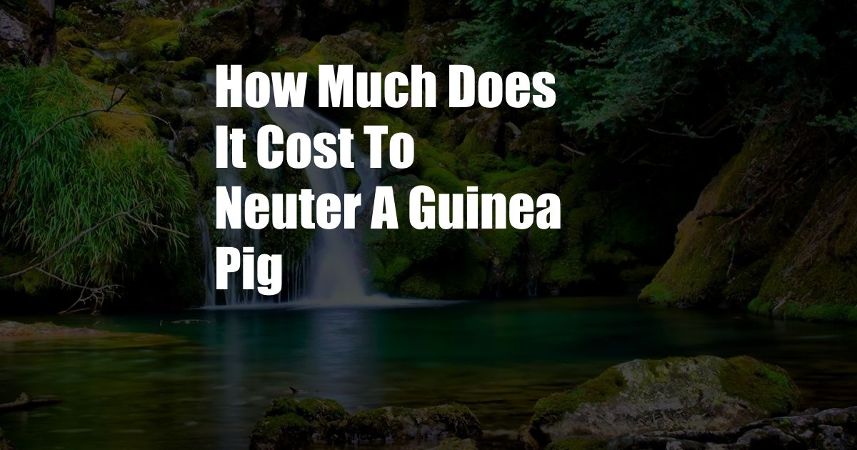 How Much Does It Cost To Neuter A Guinea Pig