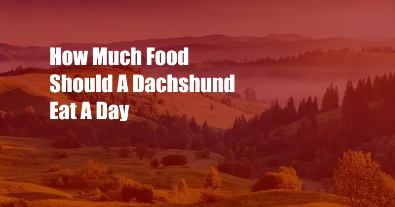 How Much Food Should A Dachshund Eat A Day