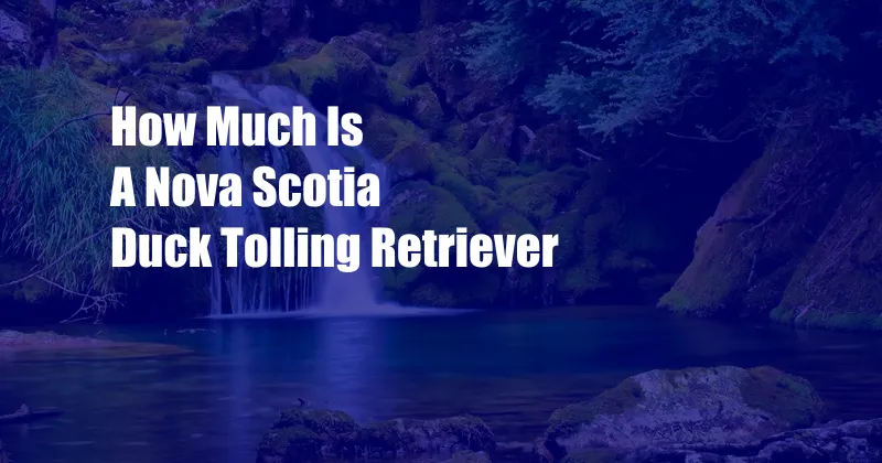 How Much Is A Nova Scotia Duck Tolling Retriever