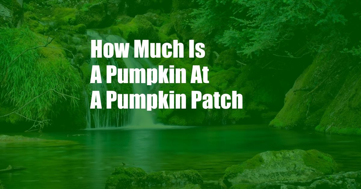 How Much Is A Pumpkin At A Pumpkin Patch