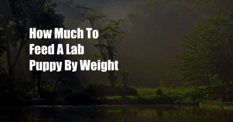 How Much To Feed A Lab Puppy By Weight