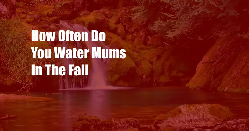 How Often Do You Water Mums In The Fall