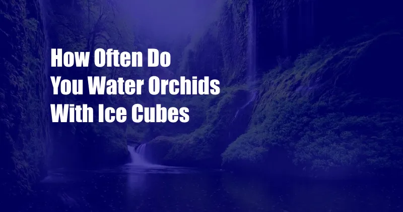 How Often Do You Water Orchids With Ice Cubes