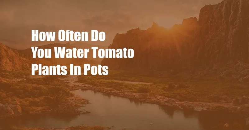 How Often Do You Water Tomato Plants In Pots