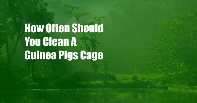 How Often Should You Clean A Guinea Pigs Cage