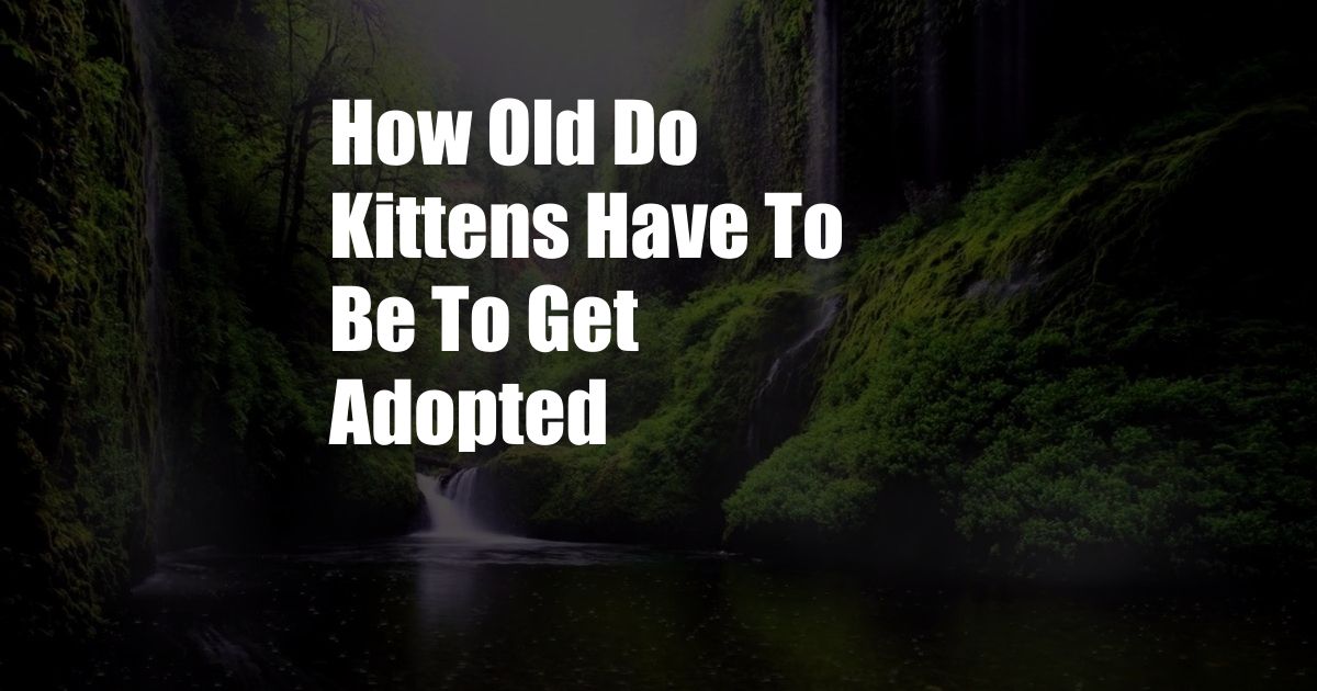 How Old Do Kittens Have To Be To Get Adopted