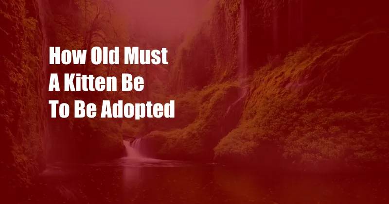 How Old Must A Kitten Be To Be Adopted