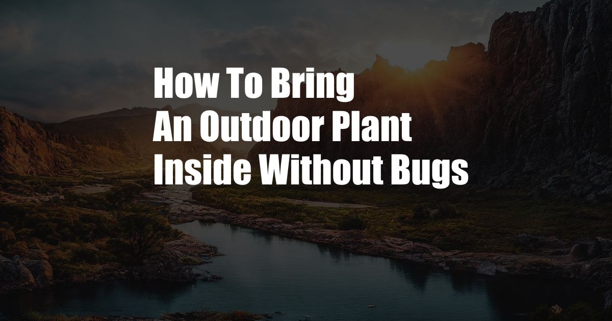 How To Bring An Outdoor Plant Inside Without Bugs