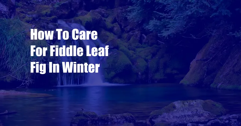 How To Care For Fiddle Leaf Fig In Winter