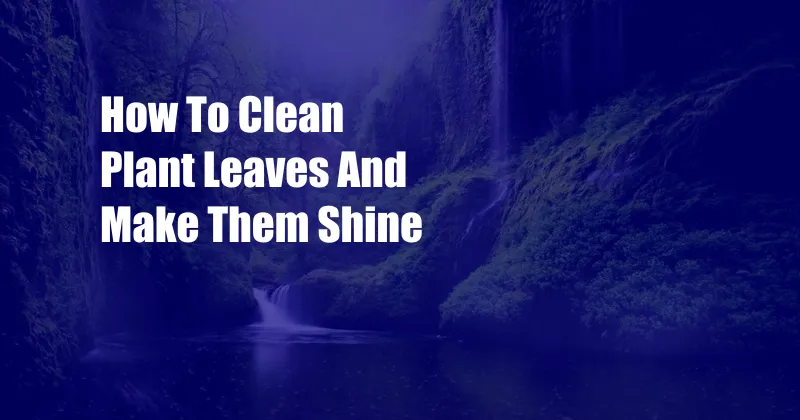 How To Clean Plant Leaves And Make Them Shine