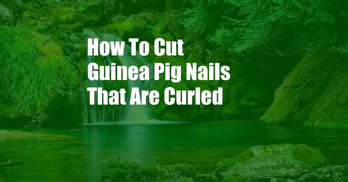 How To Cut Guinea Pig Nails That Are Curled