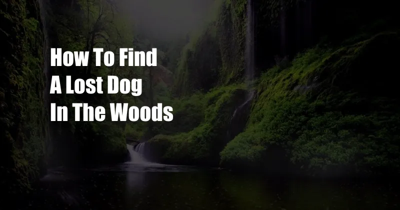 How To Find A Lost Dog In The Woods