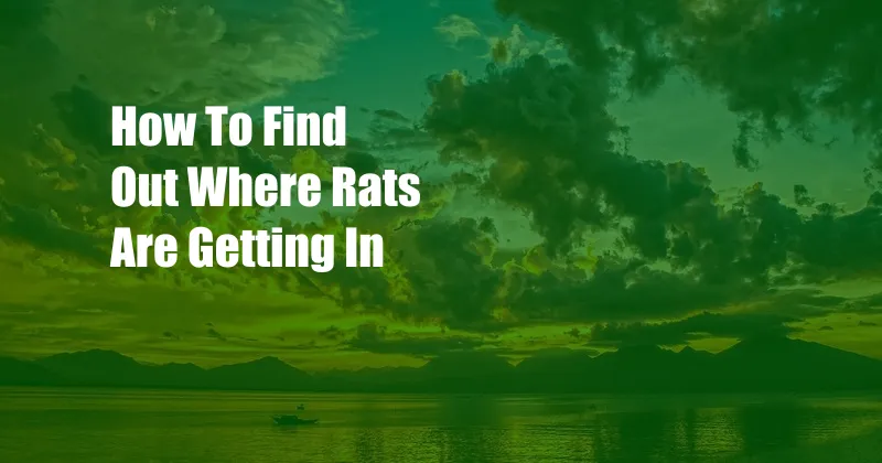 How To Find Out Where Rats Are Getting In