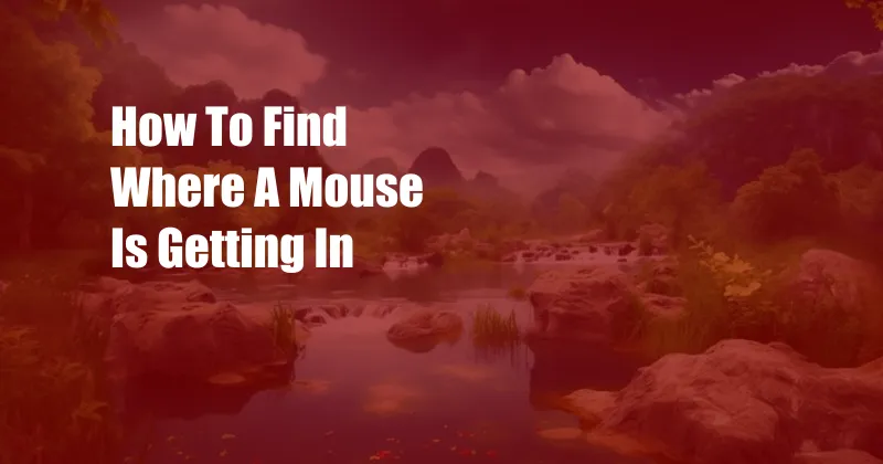 How To Find Where A Mouse Is Getting In