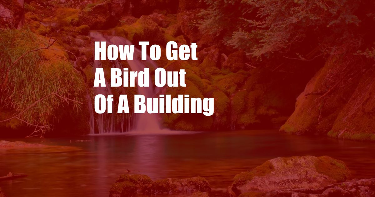 How To Get A Bird Out Of A Building