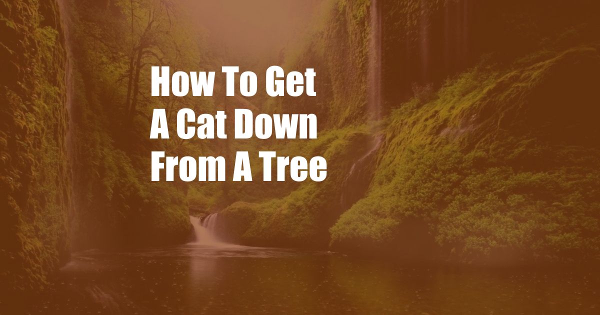 How To Get A Cat Down From A Tree