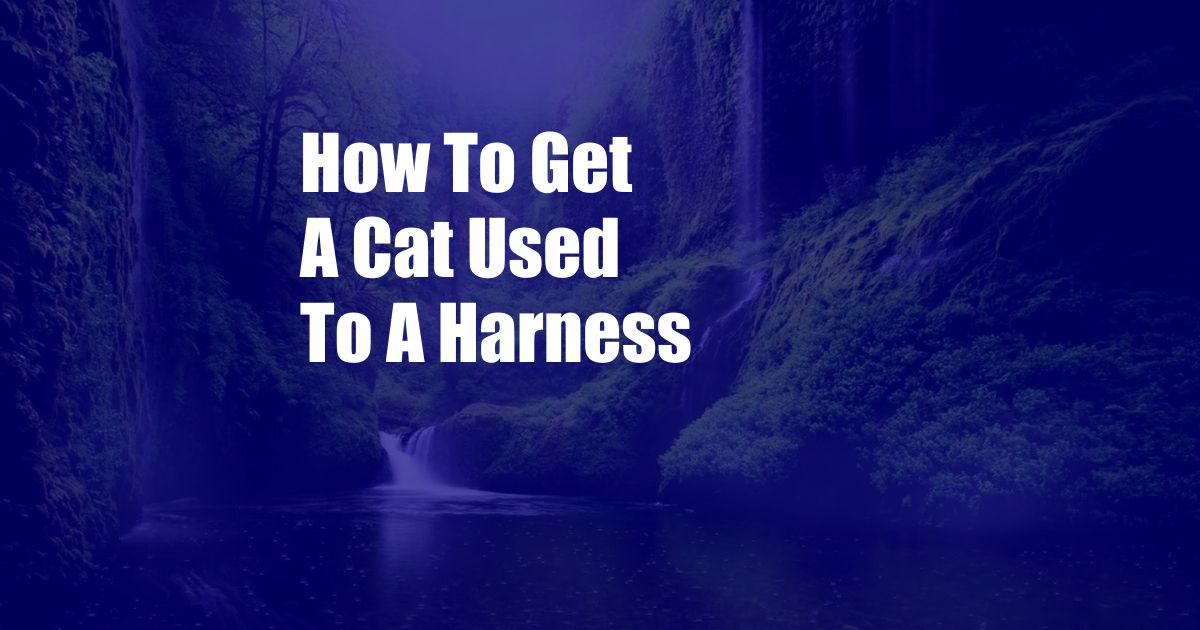 How To Get A Cat Used To A Harness