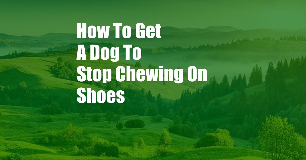 How To Get A Dog To Stop Chewing On Shoes