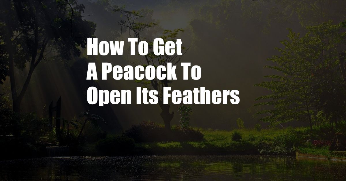 How To Get A Peacock To Open Its Feathers