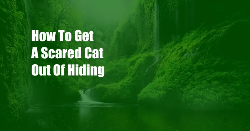 How To Get A Scared Cat Out Of Hiding