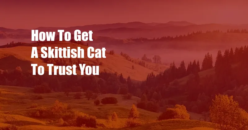 How To Get A Skittish Cat To Trust You