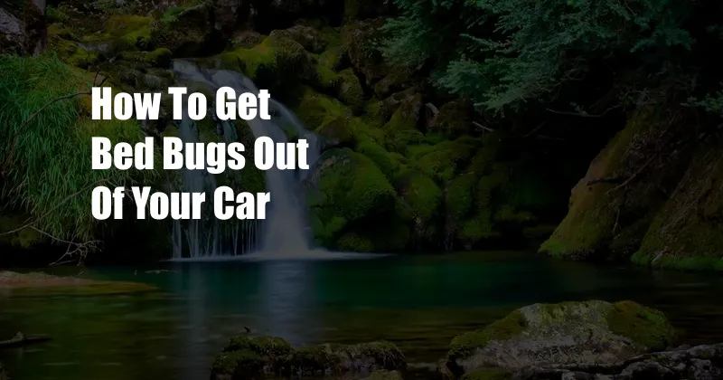 How To Get Bed Bugs Out Of Your Car