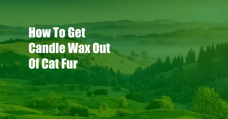 How To Get Candle Wax Out Of Cat Fur