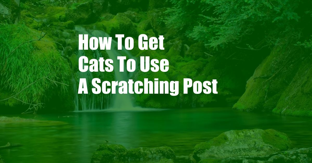 How To Get Cats To Use A Scratching Post