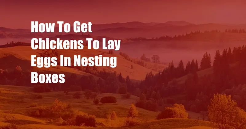 How To Get Chickens To Lay Eggs In Nesting Boxes