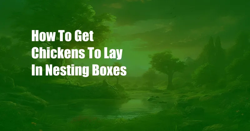 How To Get Chickens To Lay In Nesting Boxes