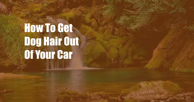 How To Get Dog Hair Out Of Your Car