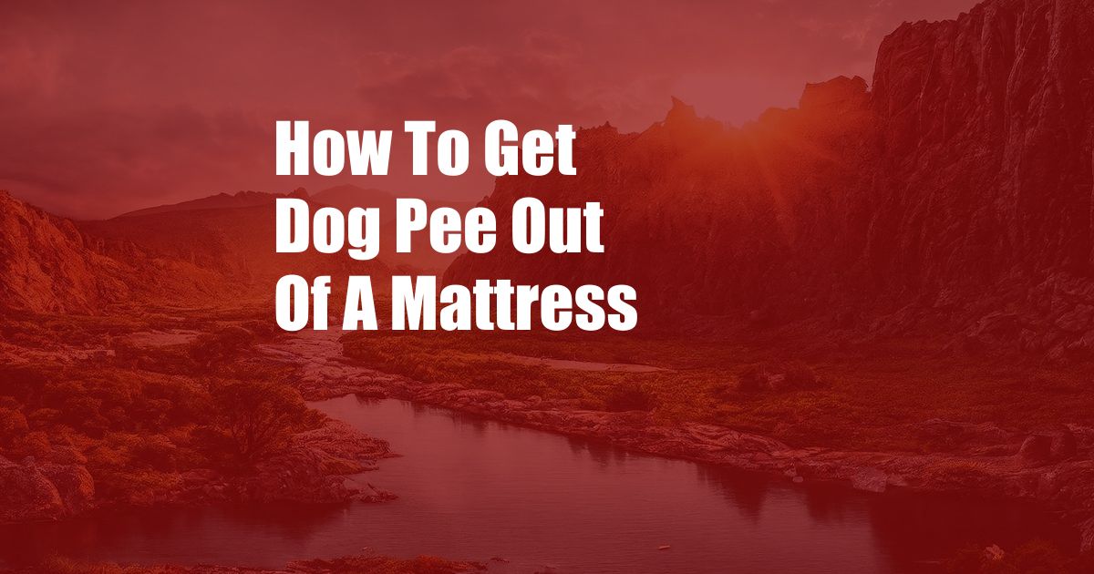 How To Get Dog Pee Out Of A Mattress