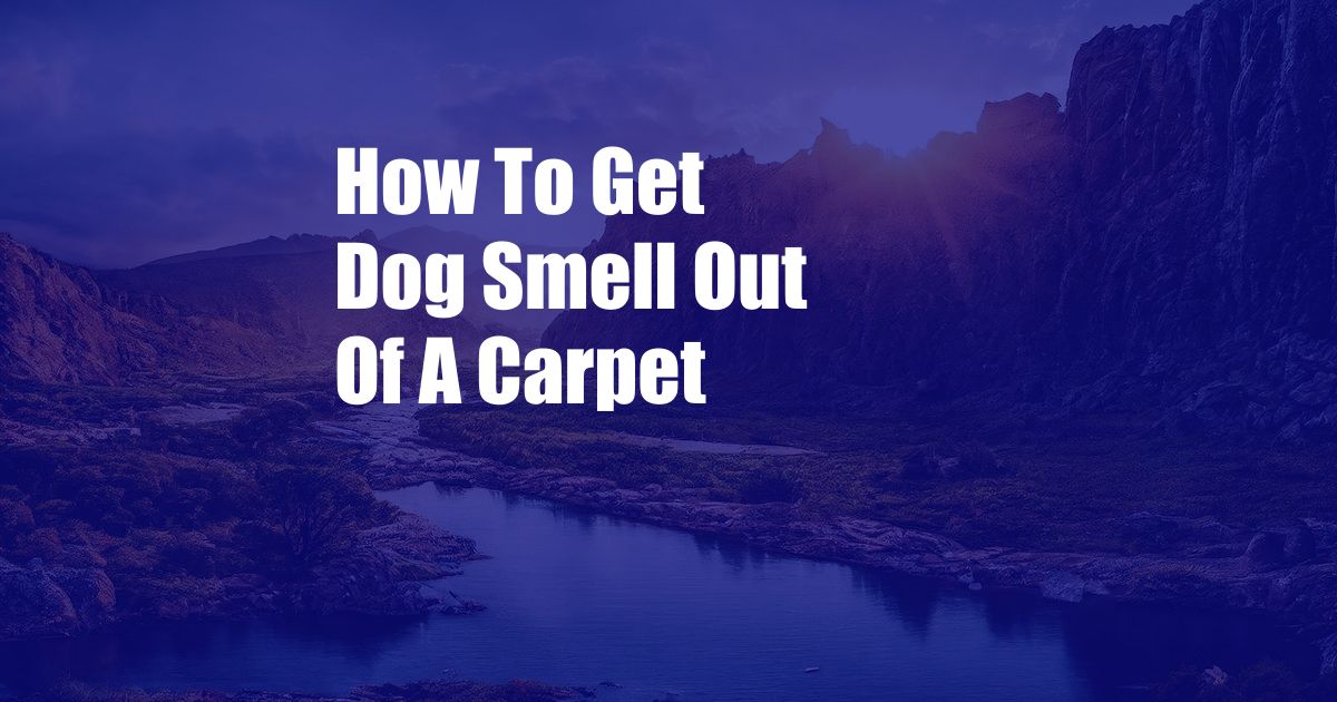 How To Get Dog Smell Out Of A Carpet