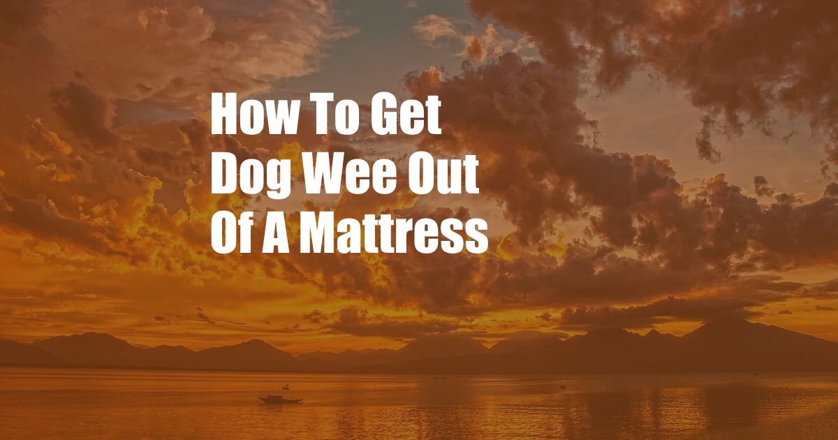 How To Get Dog Wee Out Of A Mattress