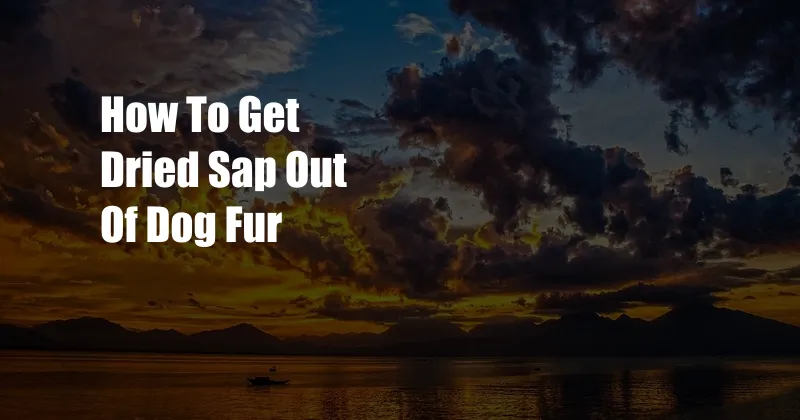 How To Get Dried Sap Out Of Dog Fur