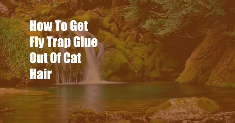 How To Get Fly Trap Glue Out Of Cat Hair