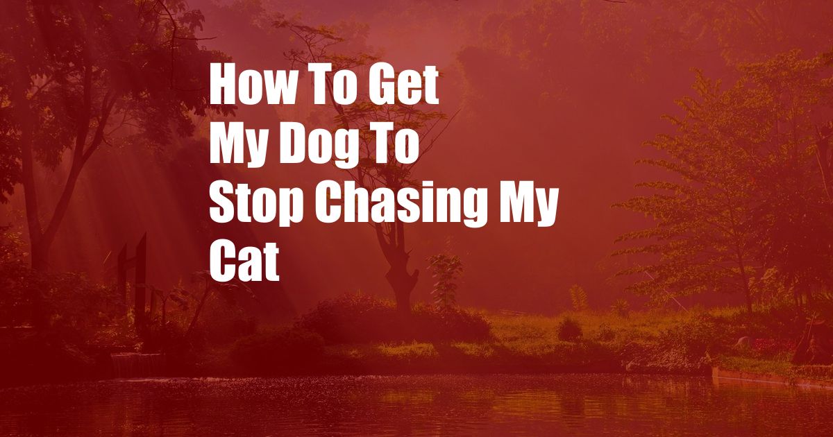 How To Get My Dog To Stop Chasing My Cat