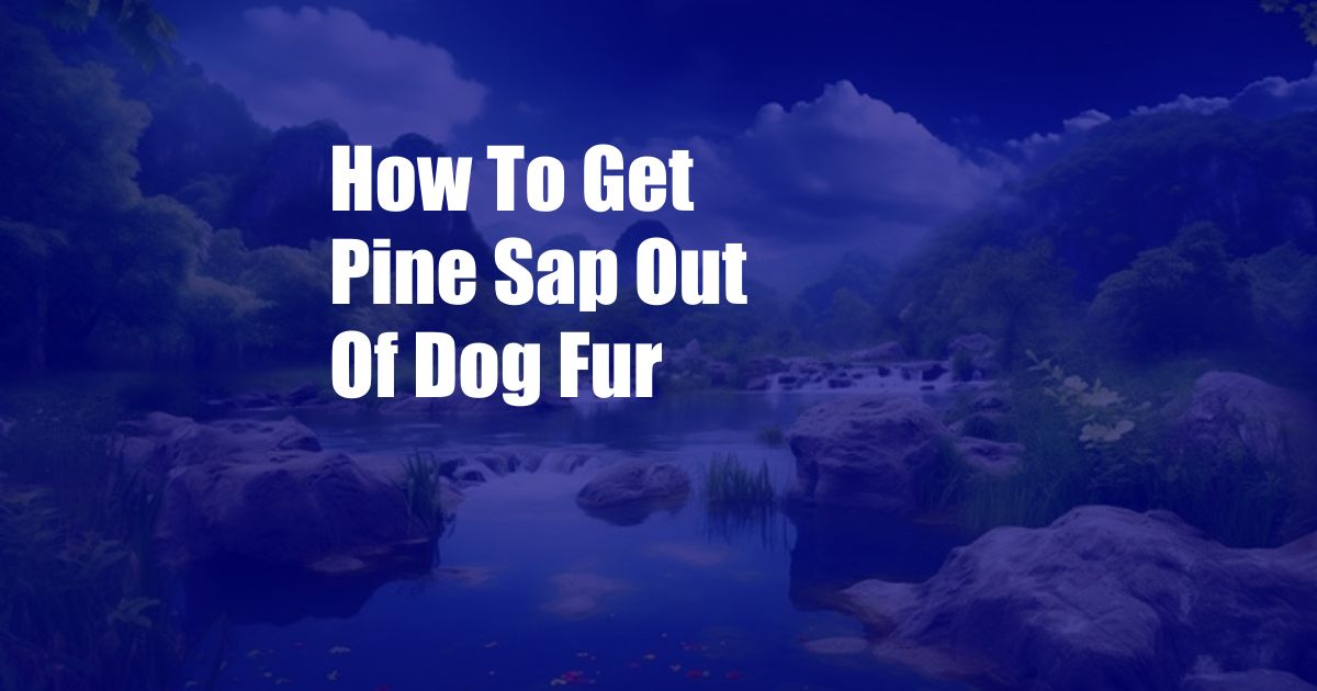 How To Get Pine Sap Out Of Dog Fur